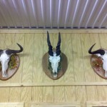 Pat Smith Wildlife Art and Taxidermy, Giddings, Texas